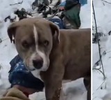 Loyal Pit Bull Keeps Watch Over Dead Owner in Himachal Snow