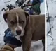 Loyal Pit Bull Keeps Watch Over Dead Owner in Himachal Snow