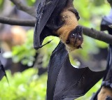 Singapore to conduct temperature screening at airport over Nipah outbreak