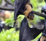 Singapore to conduct temperature screening at airport over Nipah outbreak