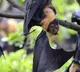Singapore to conduct temperature screening at airport over Nipah outbreak