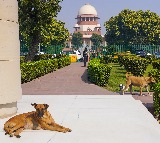 3-judge SC Bench reserves decision on issue of strays across country