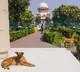 3-judge SC Bench reserves decision on issue of strays across country