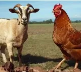 Livestock Prices Surge at Medaram Sammakka Saralamma Jatara
