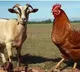 Livestock Prices Surge at Medaram Sammakka Saralamma Jatara