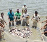 US tariff cut to provide relief to aquaculture sector, says Andhra minister