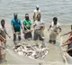US tariff cut to provide relief to aquaculture sector, says Andhra minister