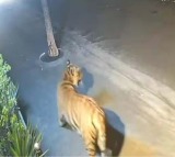 Rajamahendravaram Tiger Creates Panic Near Delhi Public School