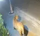 Rajamahendravaram Tiger Creates Panic Near Delhi Public School