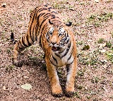 Tiger movement around Rajahmundry town triggers panic