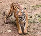 Tiger movement around Rajahmundry town triggers panic
