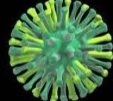 Bird Flu alert  in Chennai: Centre urges TN to intensify preventive measures after mass crow deaths