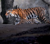 Tiger Movement Creates Stir in Yadadri Bhuvanagiri and Janagama Districts