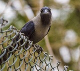 Bird Flu Outbreak in Chennai Kills 1500 Crows