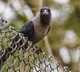 Bird Flu Outbreak in Chennai Kills 1500 Crows