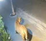 Rajamahendravaram Tiger Still Not Found