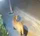 Rajamahendravaram Tiger Still Not Found