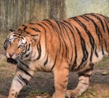 Search and rescue operation underway as tiger prowls near Rajahmundry in Andhra Pradesh