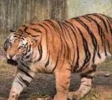 Search and rescue operation underway as tiger prowls near Rajahmundry in Andhra Pradesh