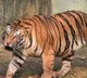 Search and rescue operation underway as tiger prowls near Rajahmundry in Andhra Pradesh