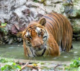 Tiger which terrorised villages in Andhra for six days captured