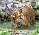 Tiger which terrorised villages in Andhra for six days captured