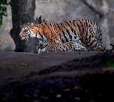 Janagama Tiger Roaming Alert Issued in Villages