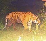 East Godavari Tiger Roaming Creates Panic in Andhra Pradesh