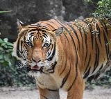 Tiger Captured Finally in East Godavari After Days of Panic