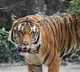 Tiger Captured Finally in East Godavari After Days of Panic