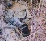 Namibian cheetah Aasha gives birth to five cubs at Kuno, India count rises to 35