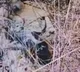 Namibian cheetah Aasha gives birth to five cubs at Kuno, India count rises to 35