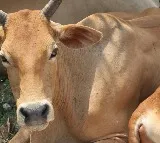 LV Subrahmanyam Suggests Own Ghee System for Tirumala Temple