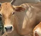Former TTD EO Proposes Internal Ghee Production to Curb Adulteration