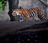 Tiger Kills Calves in Janagaon Enters Siddipet District