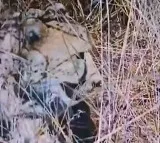 Asha Cheetah Gives Birth to Five Cubs at Kuno National Park