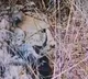 Asha Cheetah Gives Birth to Five Cubs at Kuno National Park