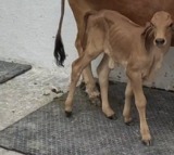 Gujarat records first Gyr calf born through IVF in Amreli