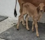 Gujarat records first Gyr calf born through IVF in Amreli
