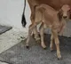 Gujarat records first Gyr calf born through IVF in Amreli