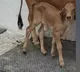 Gujarat achieves milestone Gir calf born via IVF