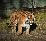 Telangana Tiger Still at Large Attacks on Livestock Continue