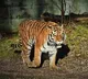 Telangana Tiger Still at Large Attacks on Livestock Continue