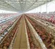 TN's Namakkal poultry farms step up biosecurity after bird flu alert