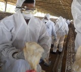 Annamayya District Bird Flu Outbreak Kills Thousands of Chickens