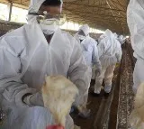 Annamayya District Bird Flu Outbreak Kills Thousands of Chickens