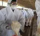 Annamayya District Bird Flu Outbreak Kills Thousands of Chickens