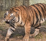 Siddipet Tiger Terror Six Cattle Killed in a Day