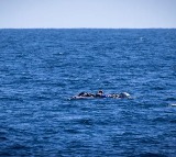 Libya Migrant Boat Capsizes 53 Dead Confirmed