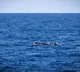 Libya Migrant Boat Capsizes 53 Dead Confirmed